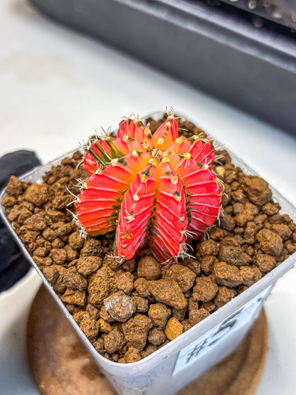 Gymnocalycium Crystal Jelly (gy23) (5) | Special Hybrid cactus