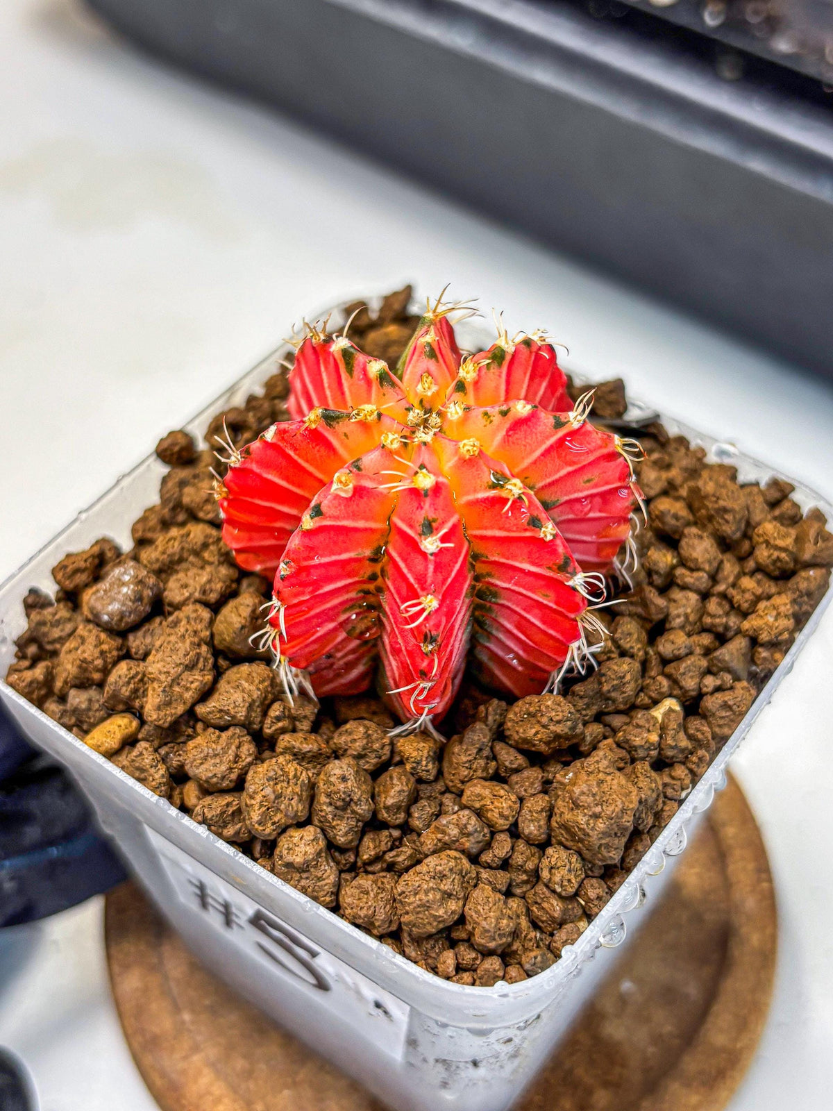 Gymnocalycium Crystal Jelly (gy23) (5) | Special Hybrid cactus
