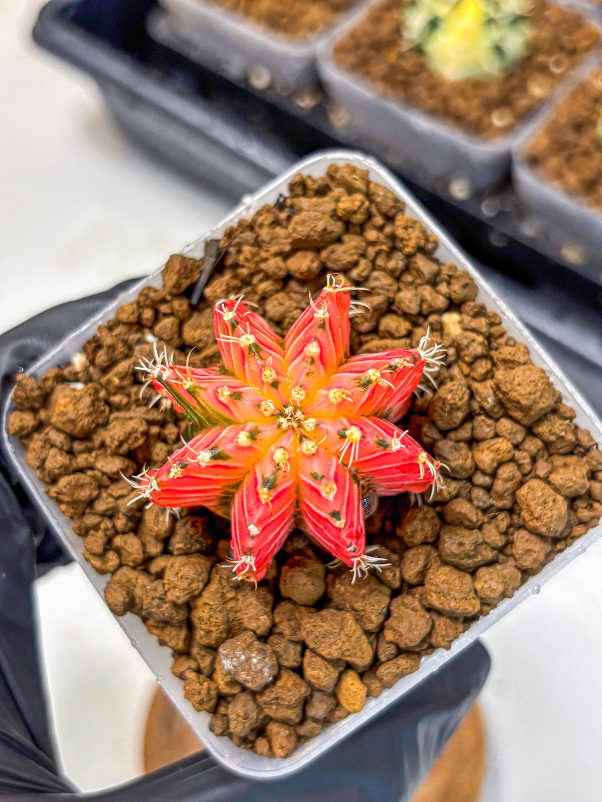 Gymnocalycium Crystal Jelly (gy23) (5) | Special Hybrid cactus