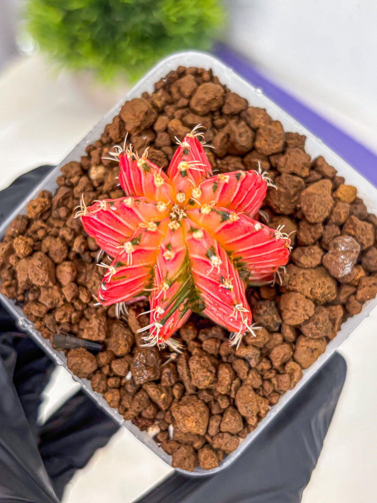 Gymnocalycium Crystal Jelly (gy23) (5) | Special Hybrid cactus