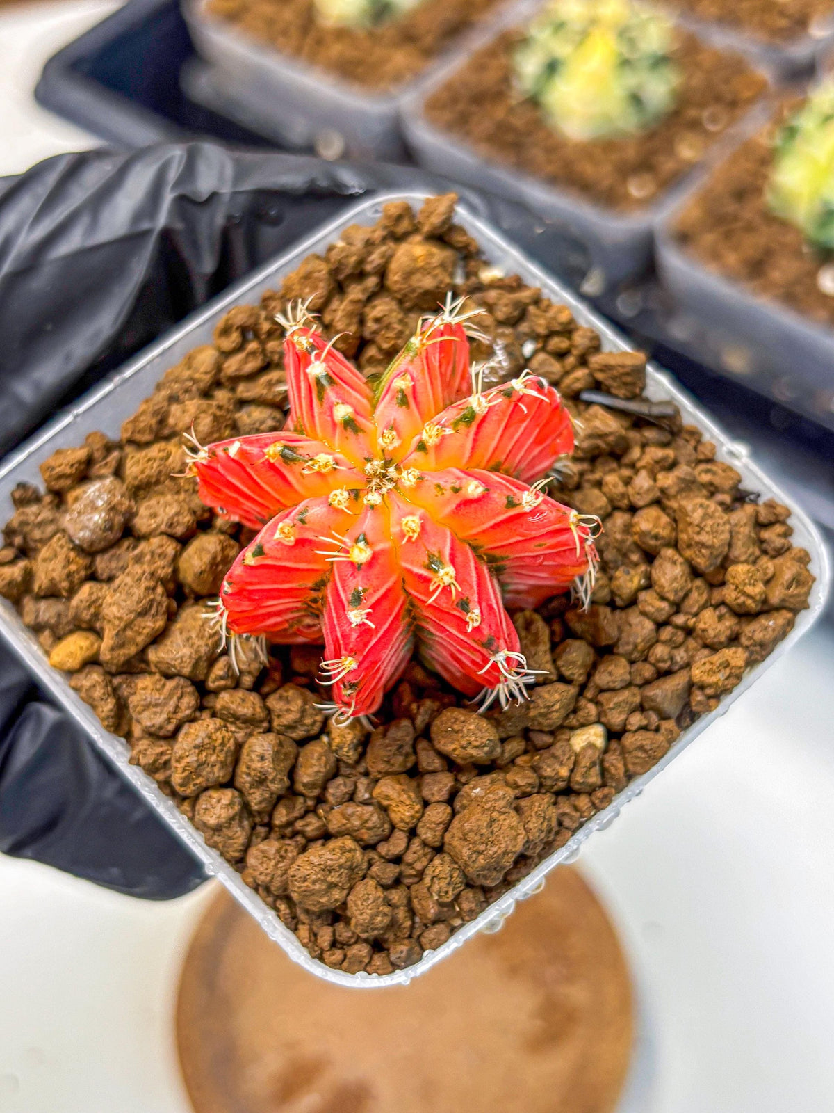 Gymnocalycium Crystal Jelly (gy23) (5) | Special Hybrid cactus