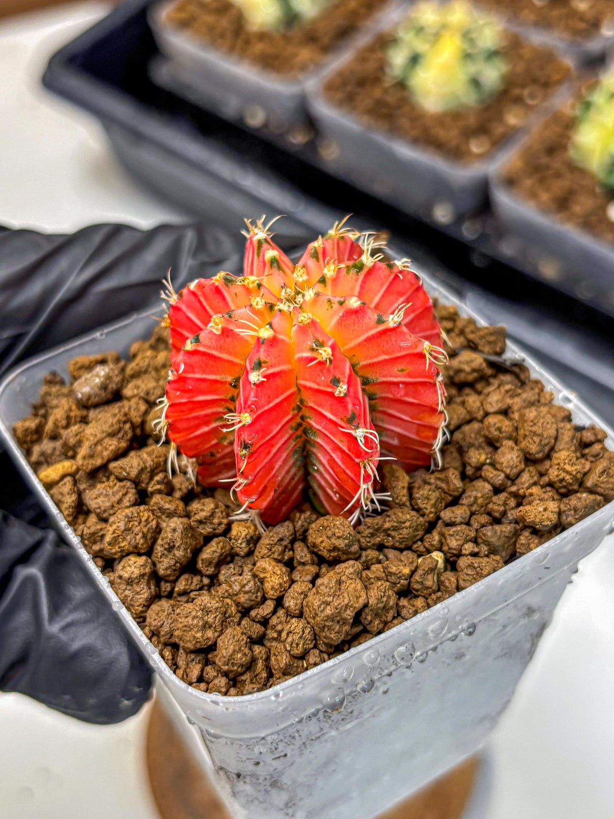 Gymnocalycium Crystal Jelly (gy23) (5) | Special Hybrid cactus
