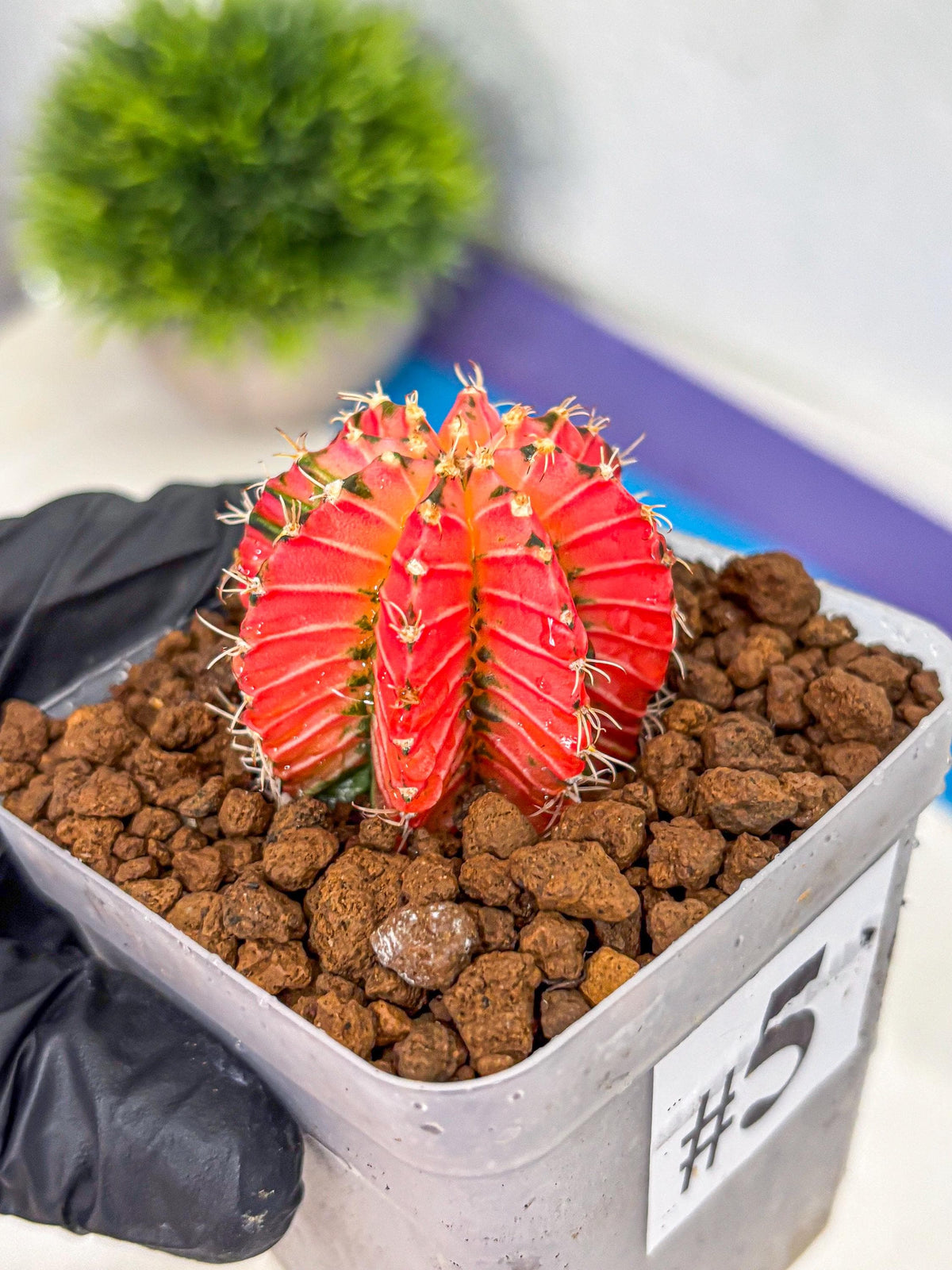 Gymnocalycium Crystal Jelly (gy23) (5) | Special Hybrid cactus