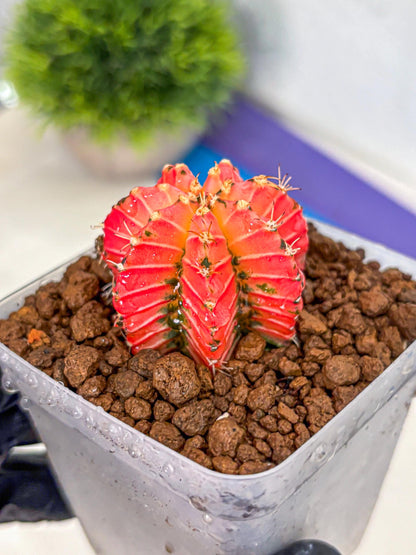 Gymnocalycium Crystal Jelly (gy23) (6) | Special Hybrid cactus