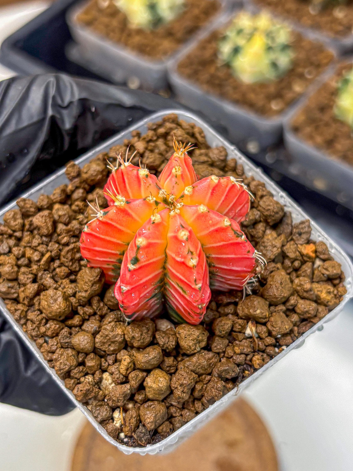 Gymnocalycium Crystal Jelly (gy23) (6) | Special Hybrid cactus