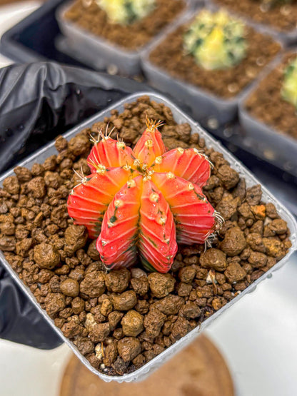 Gymnocalycium Crystal Jelly (gy23) (6) | Special Hybrid cactus