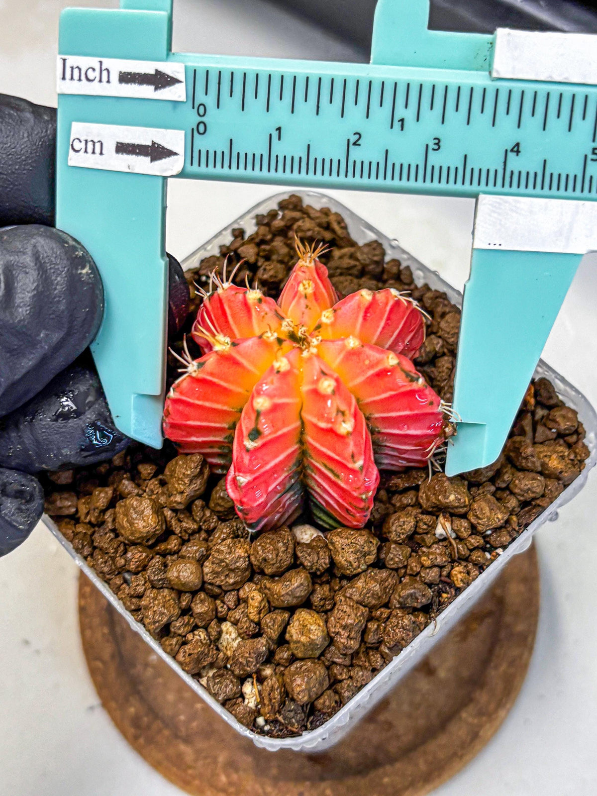 Gymnocalycium Crystal Jelly (gy23) (6) | Special Hybrid cactus