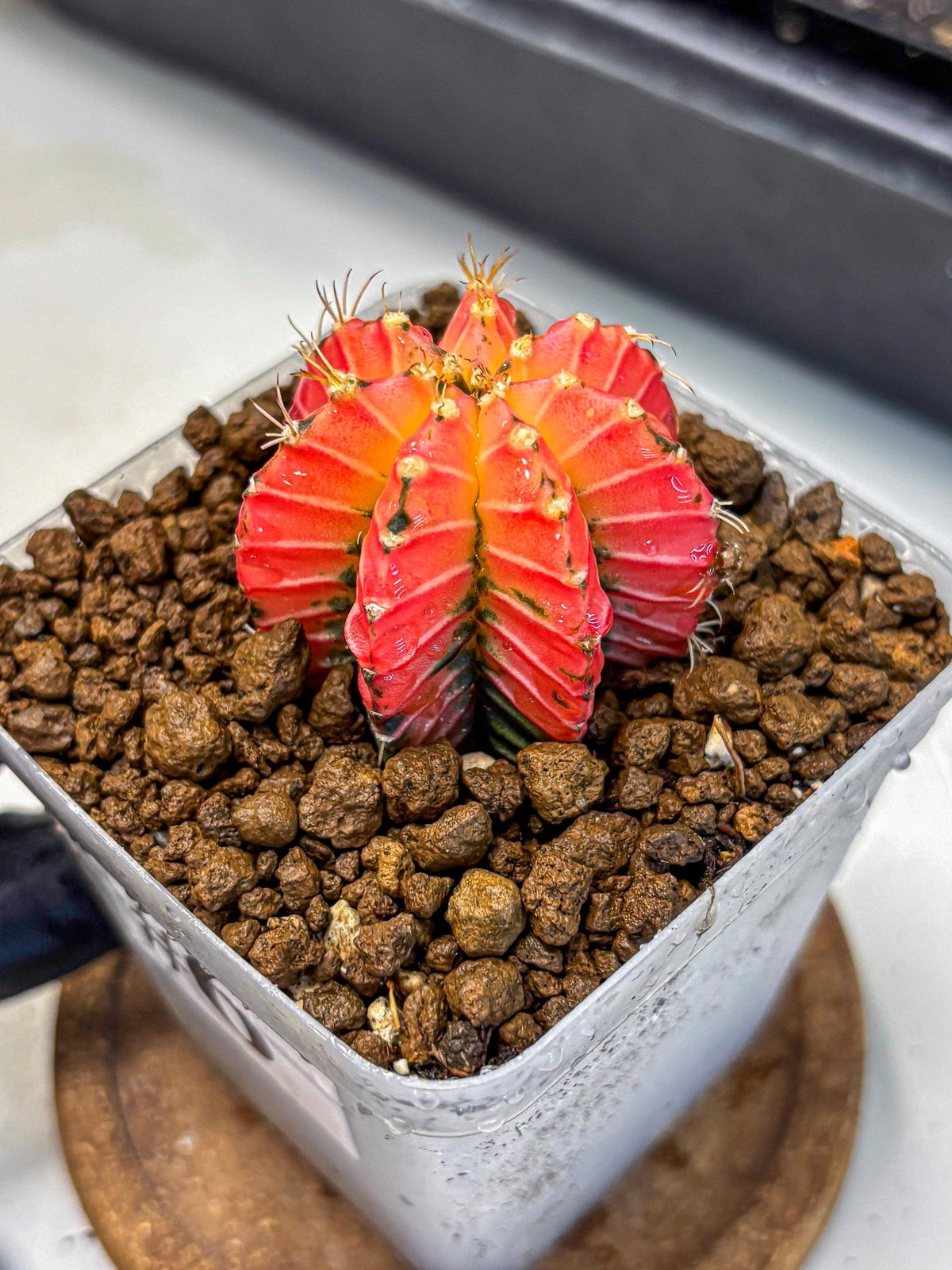 Gymnocalycium Crystal Jelly (gy23) (6) | Special Hybrid cactus