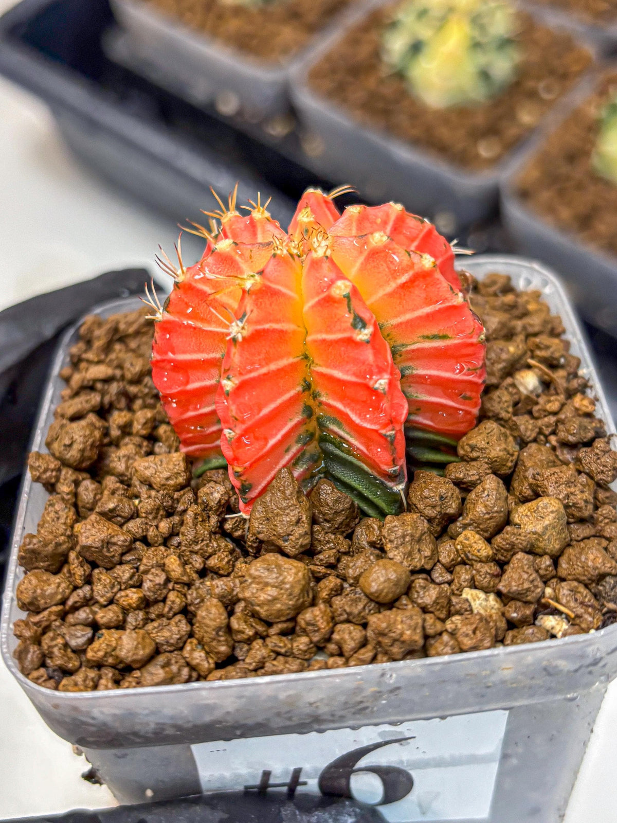 Gymnocalycium Crystal Jelly (gy23) (6) | Special Hybrid cactus