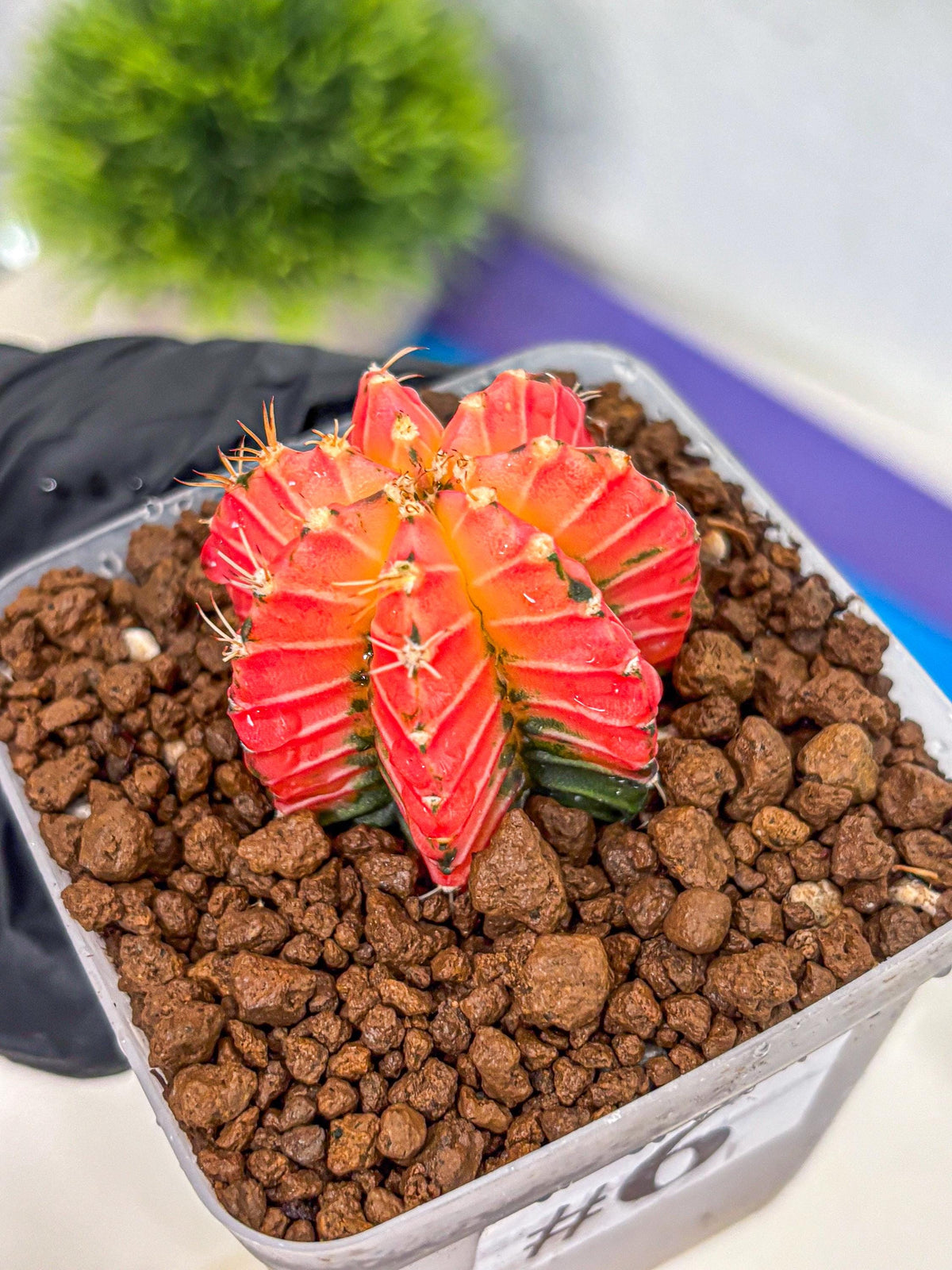 Gymnocalycium Crystal Jelly (gy23) (6) | Special Hybrid cactus