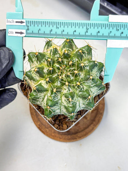 Gymnocalycium Marble (gy23) (7) | collectables