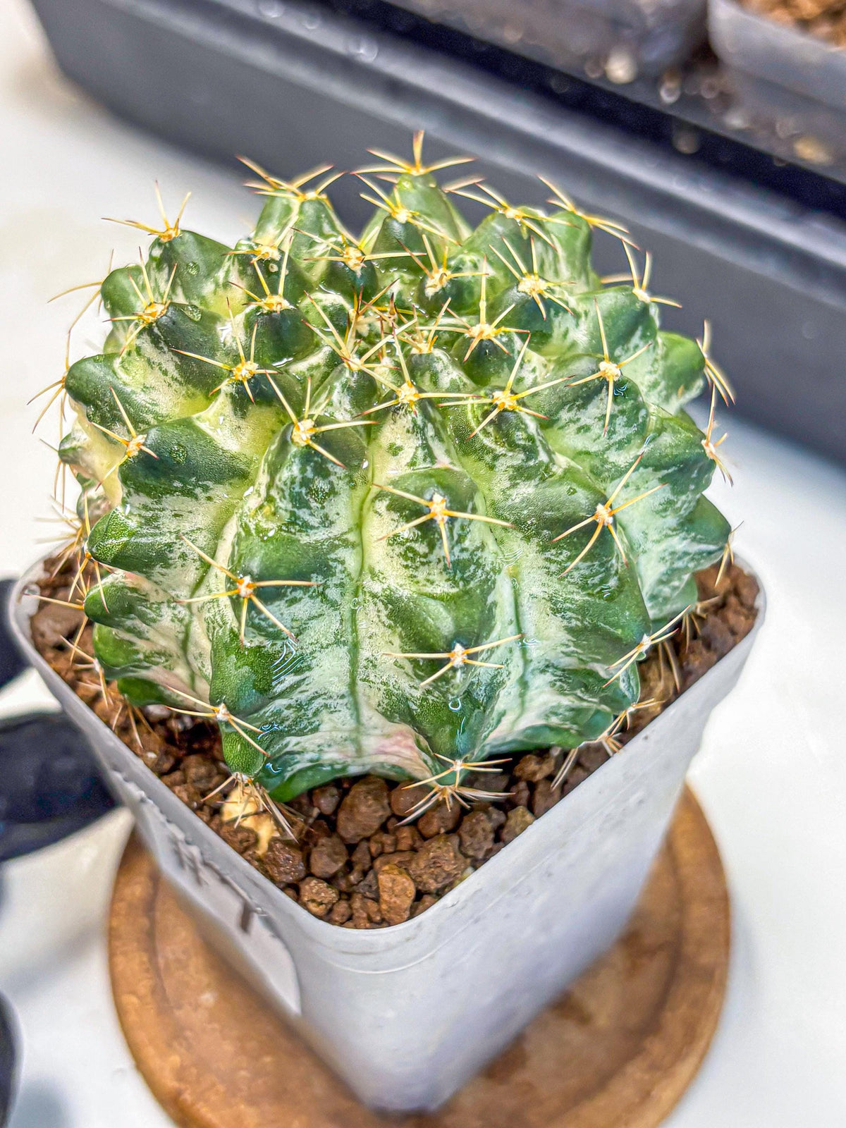 Gymnocalycium Marble (gy23) (7) | collectables