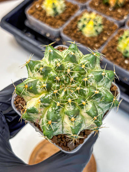 Gymnocalycium Marble (gy23) (7) | collectables