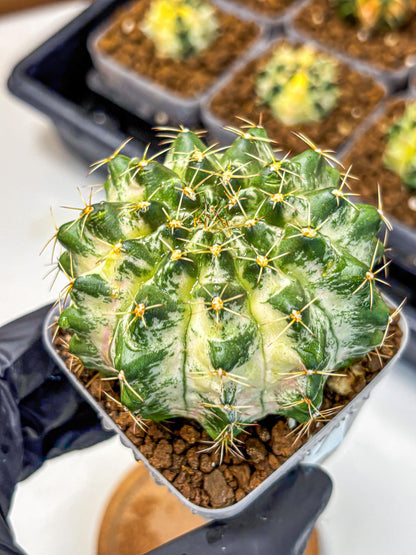 Gymnocalycium Marble (gy23) (7) | collectables