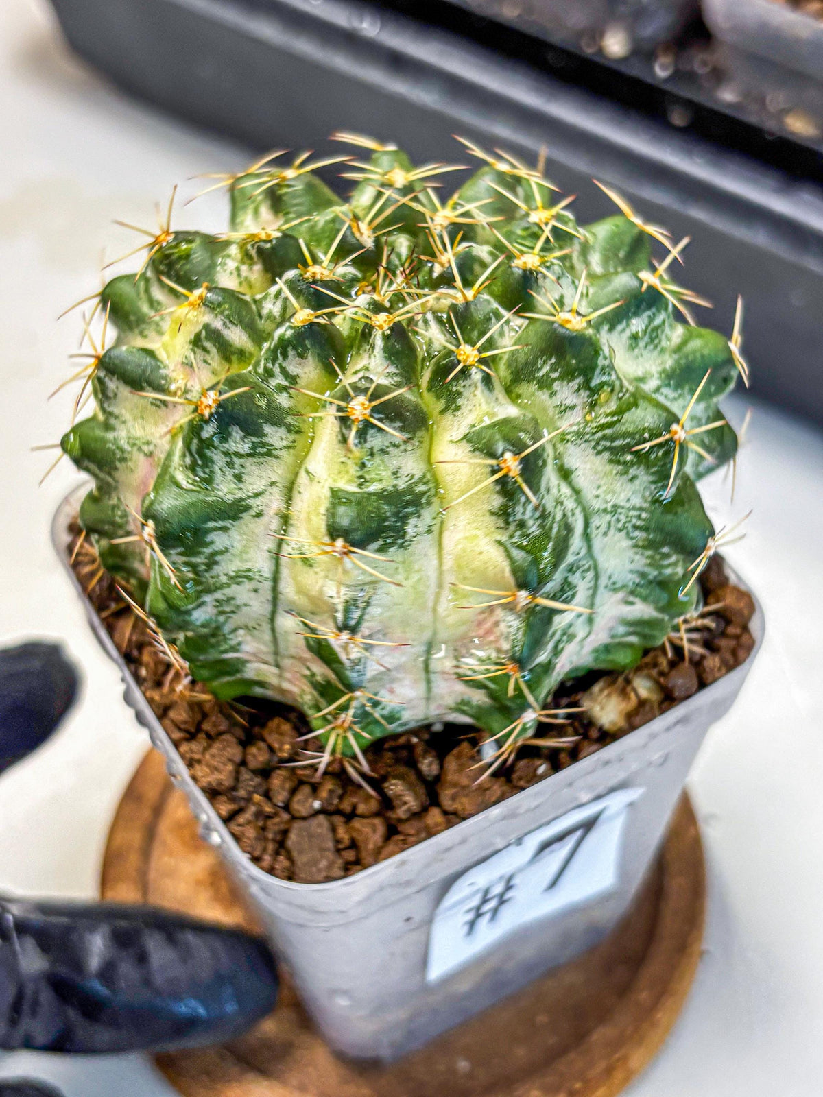Gymnocalycium Marble (gy23) (7) | collectables