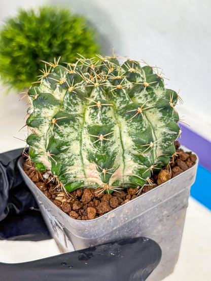Gymnocalycium Marble (gy23) (7) | collectables