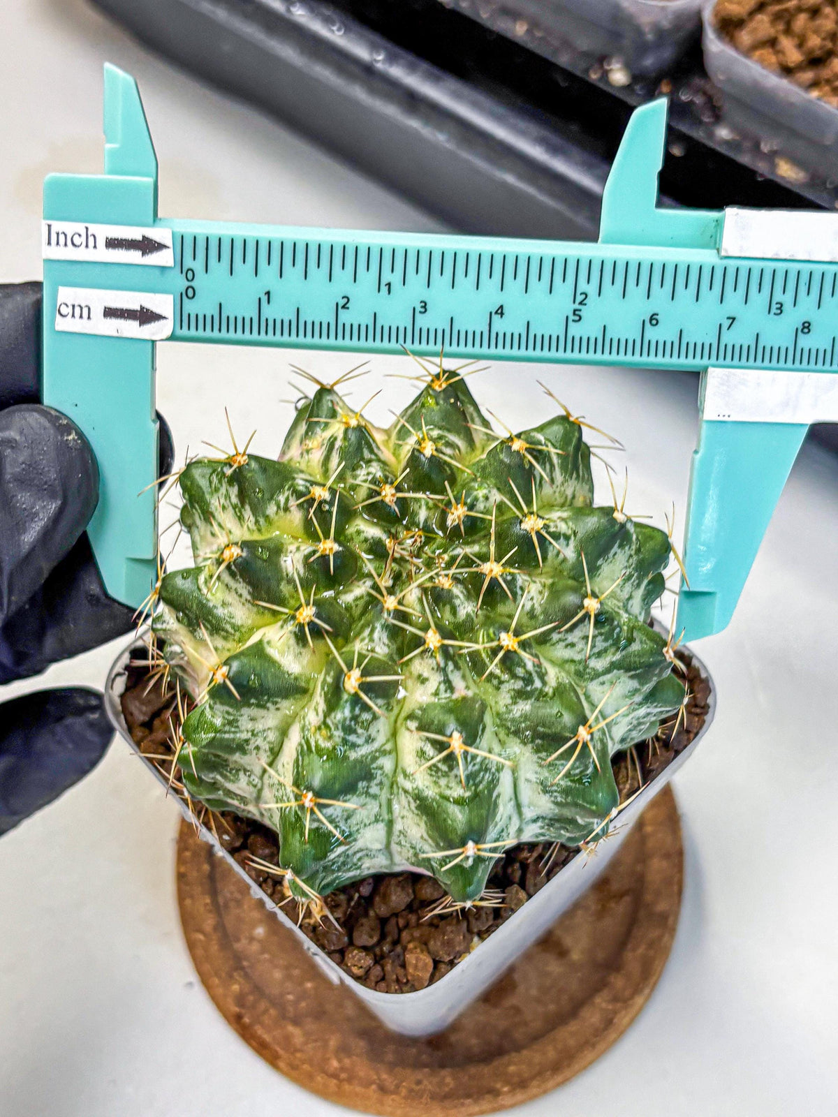 Gymnocalycium Marble (gy23) (7) | collectables
