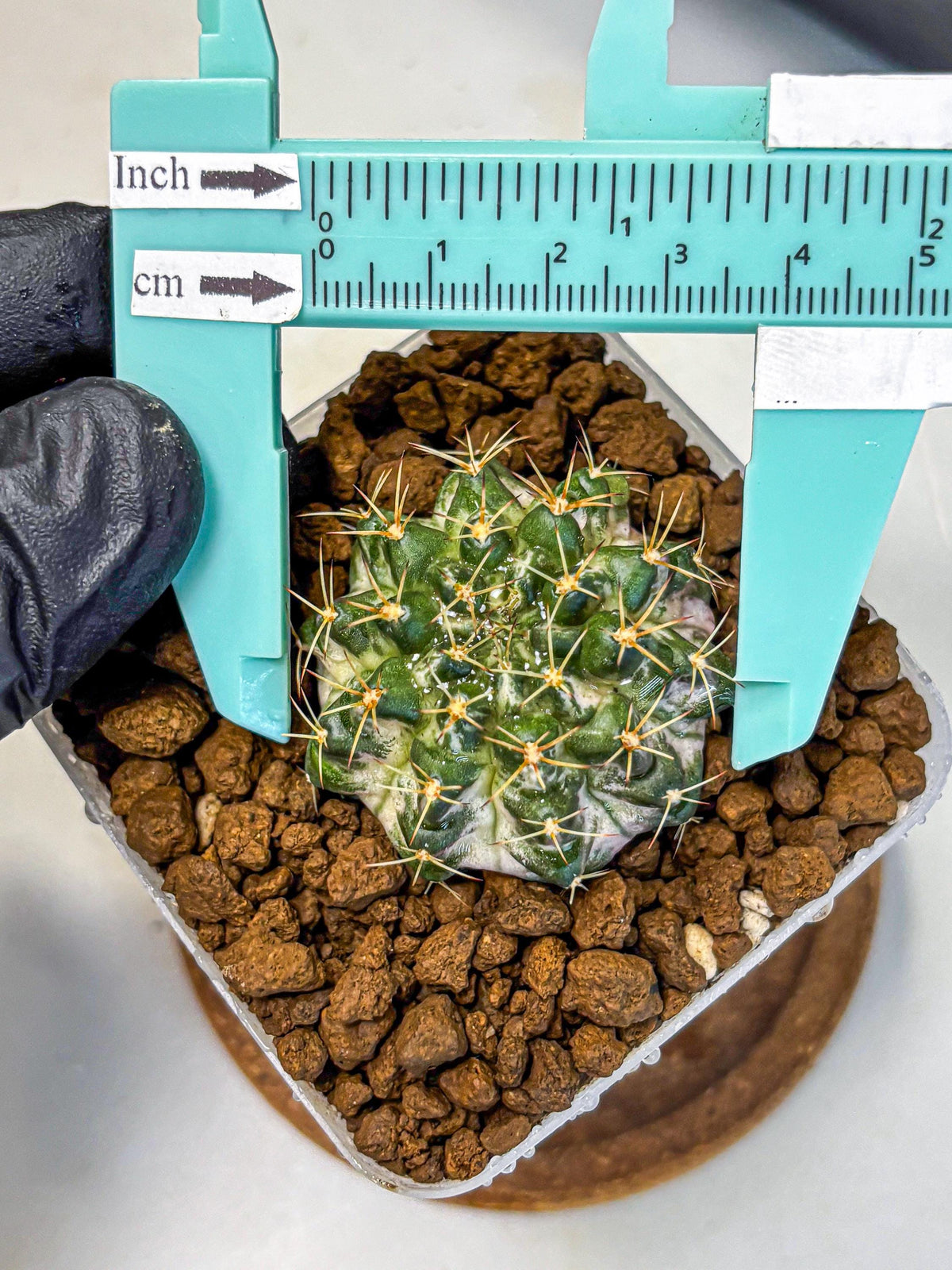 Gymnocalycium Marble (gy23) (8) | collectables