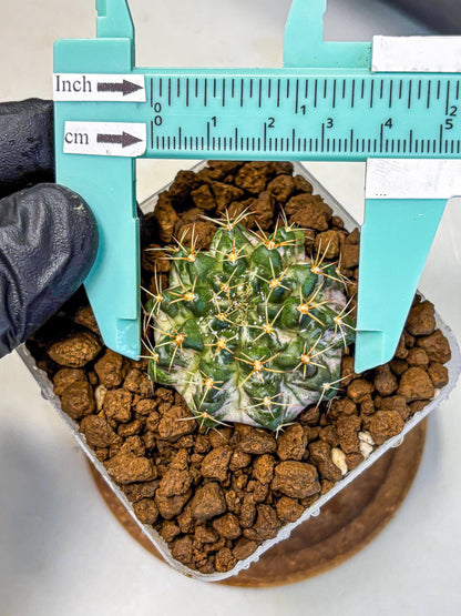 Gymnocalycium Marble (gy23) (8) | collectables