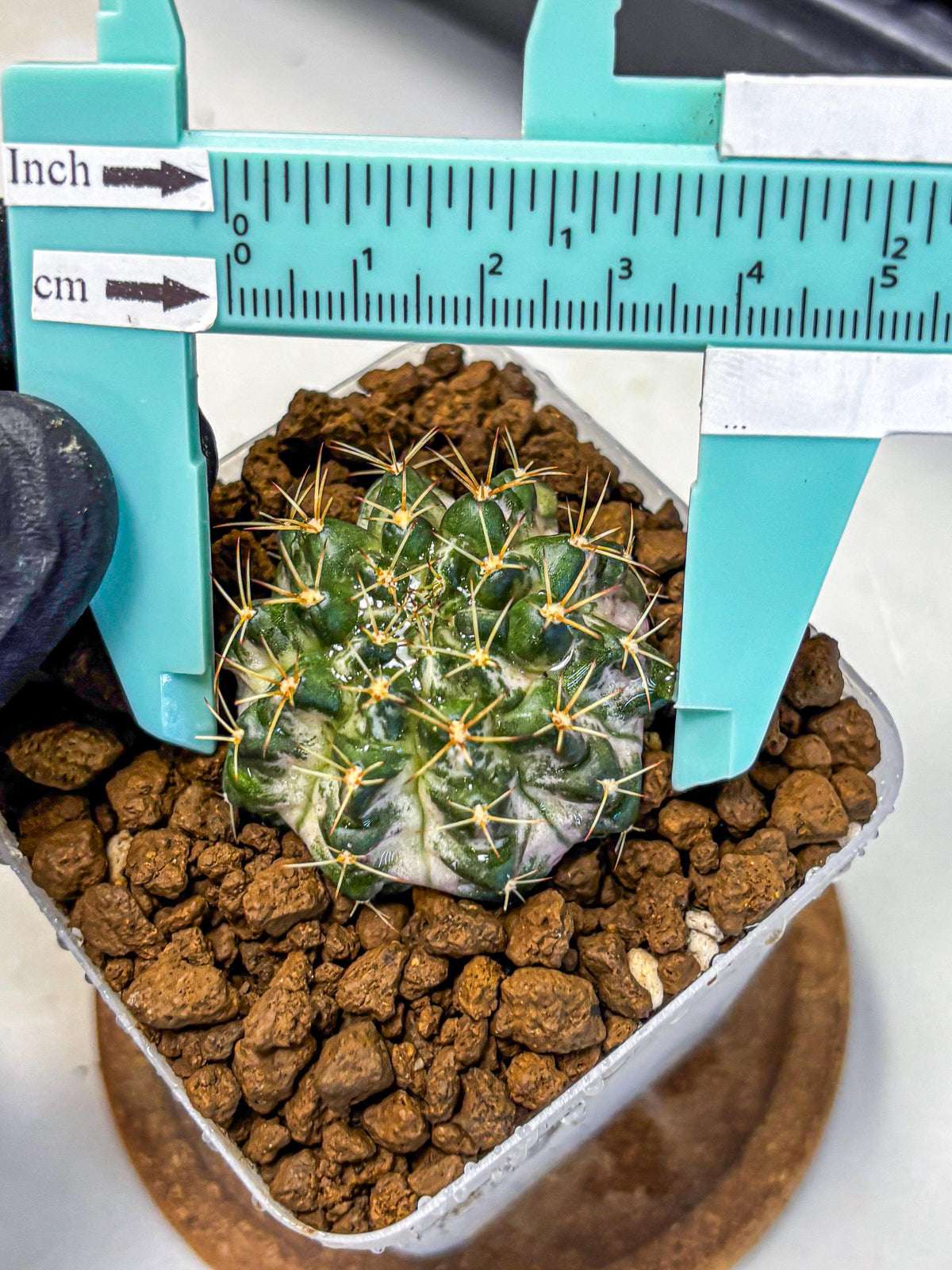 Gymnocalycium Marble (gy23) (8) | collectables