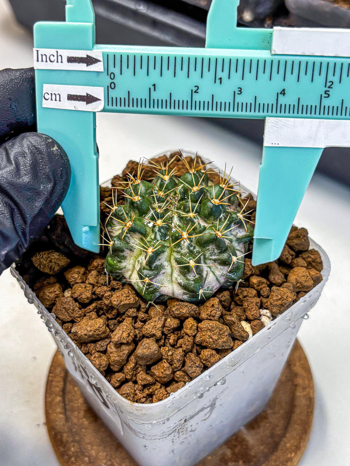 Gymnocalycium Marble (gy23) (8) | collectables