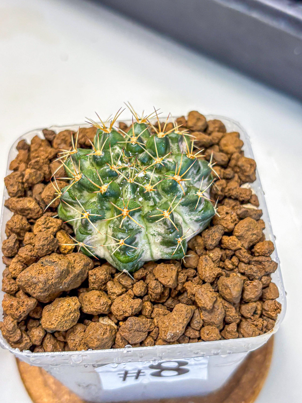 Gymnocalycium Marble (gy23) (8) | collectables