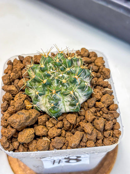 Gymnocalycium Marble (gy23) (8) | collectables