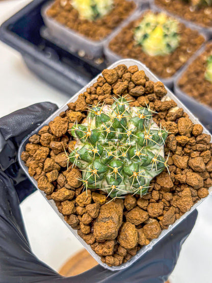 Gymnocalycium Marble (gy23) (8) | collectables