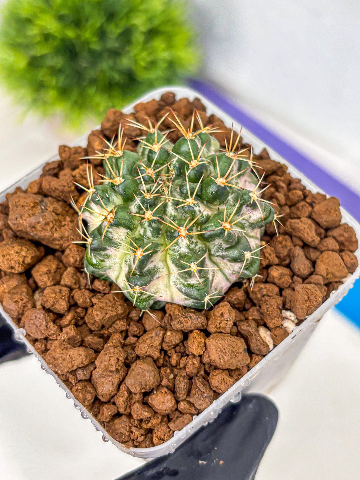 Gymnocalycium Marble (gy23) (8) | collectables