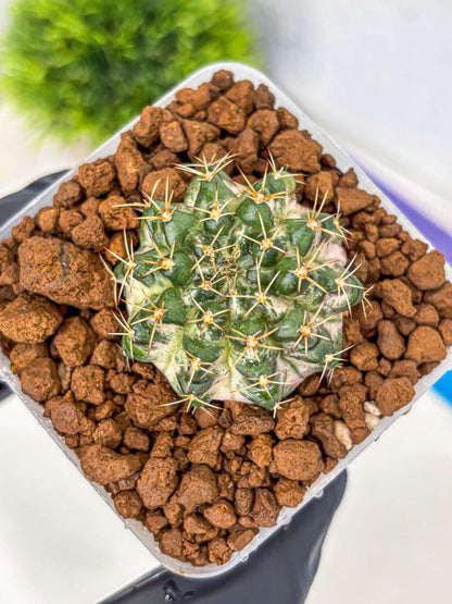 Gymnocalycium Marble (gy23) (8) | collectables