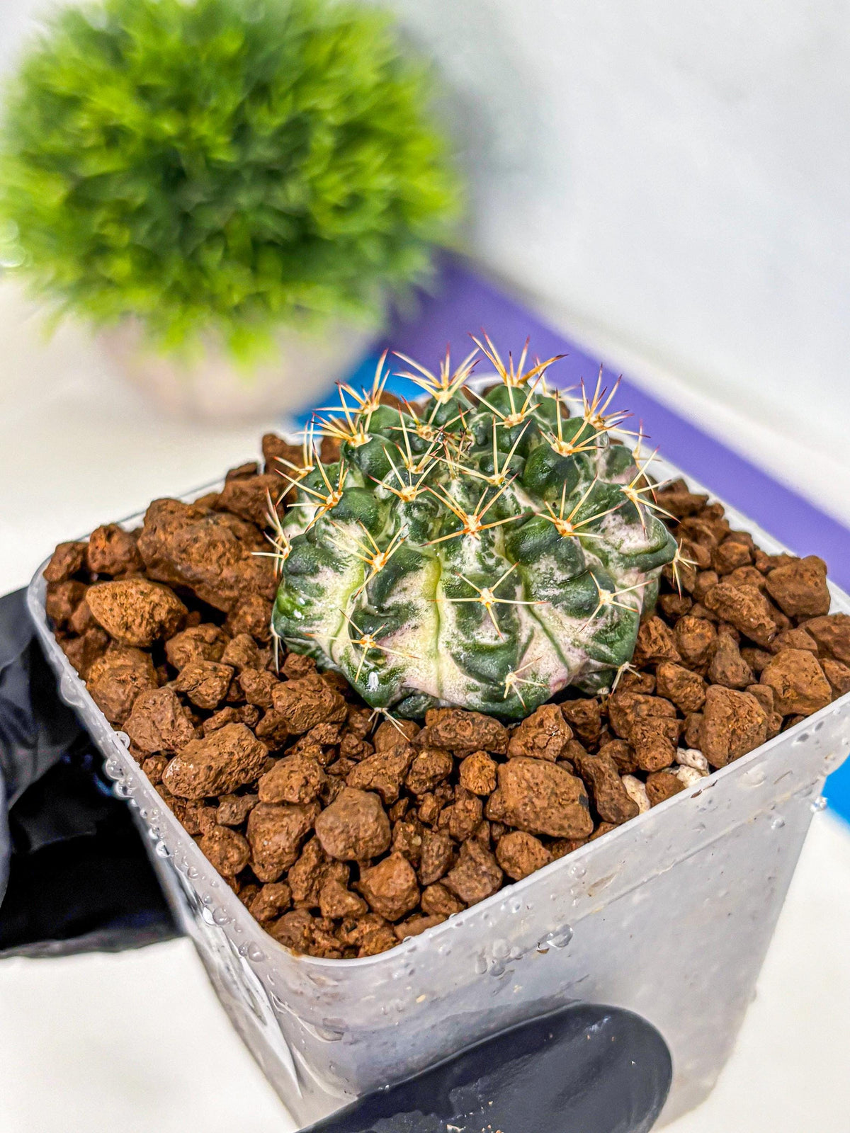 Gymnocalycium Marble (gy23) (8) | collectables