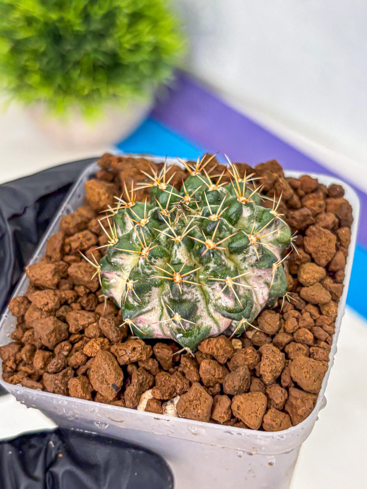 Gymnocalycium Marble (gy23) (8) | collectables