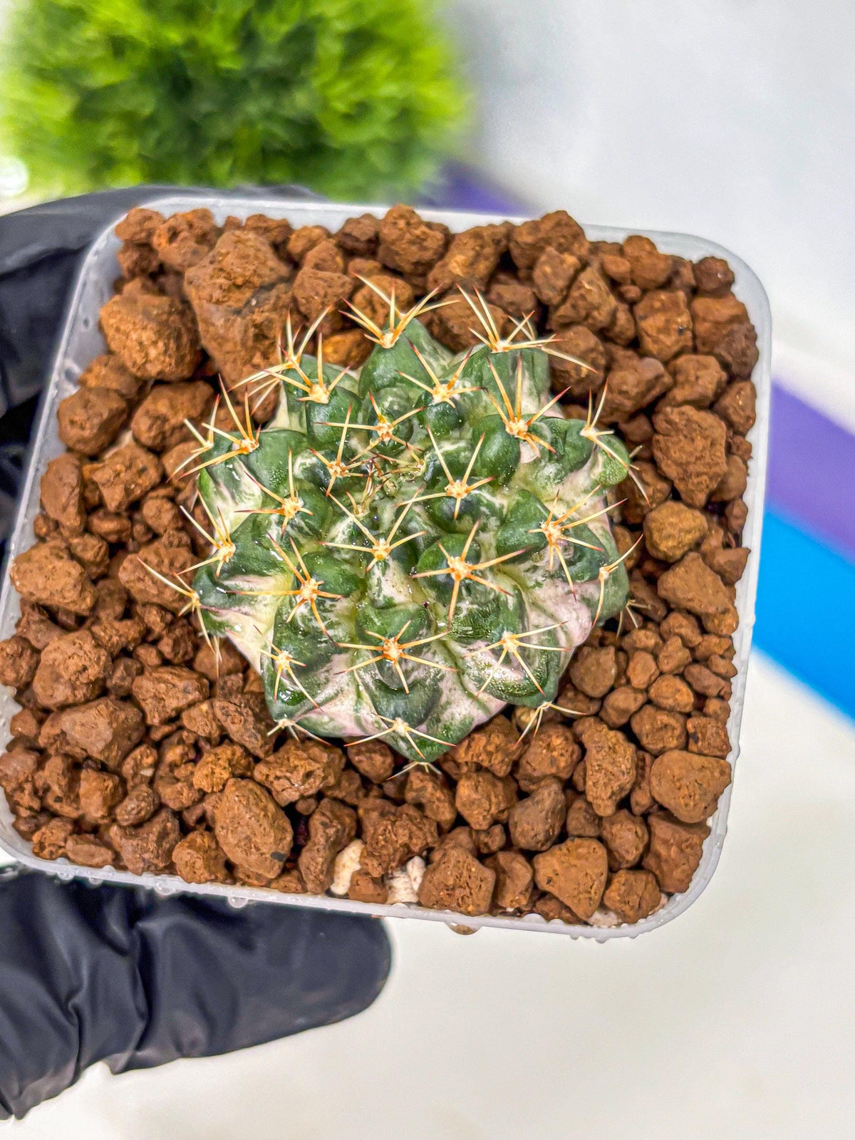 Gymnocalycium Marble (gy23) (8) | collectables