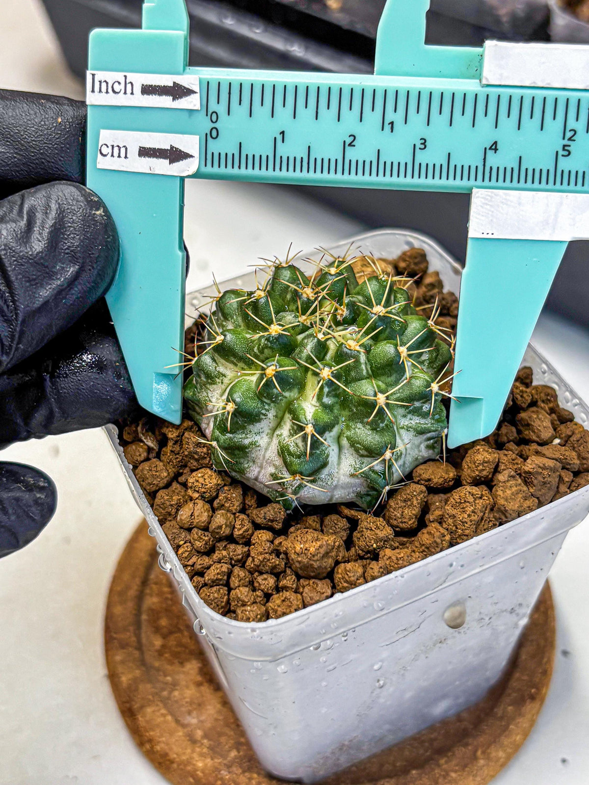Gymnocalycium Marble (gy23) (9) | collectables