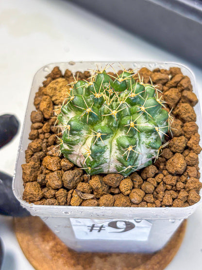 Gymnocalycium Marble (gy23) (9) | collectables