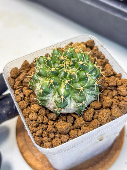 Gymnocalycium Marble (gy23) (9) | collectables