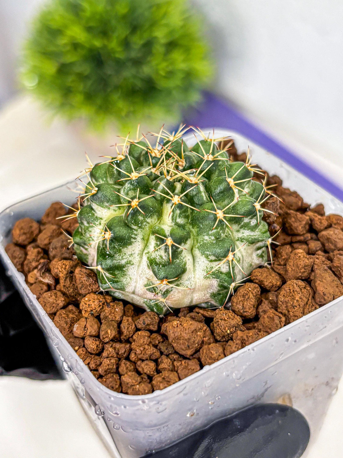 Gymnocalycium Marble (gy23) (9) | collectables