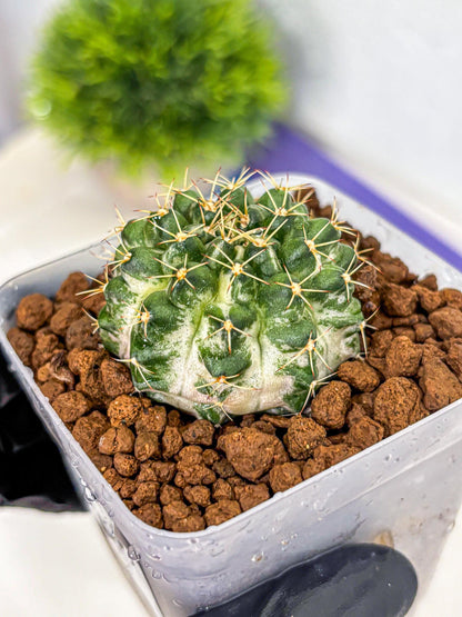Gymnocalycium Marble (gy23) (9) | collectables
