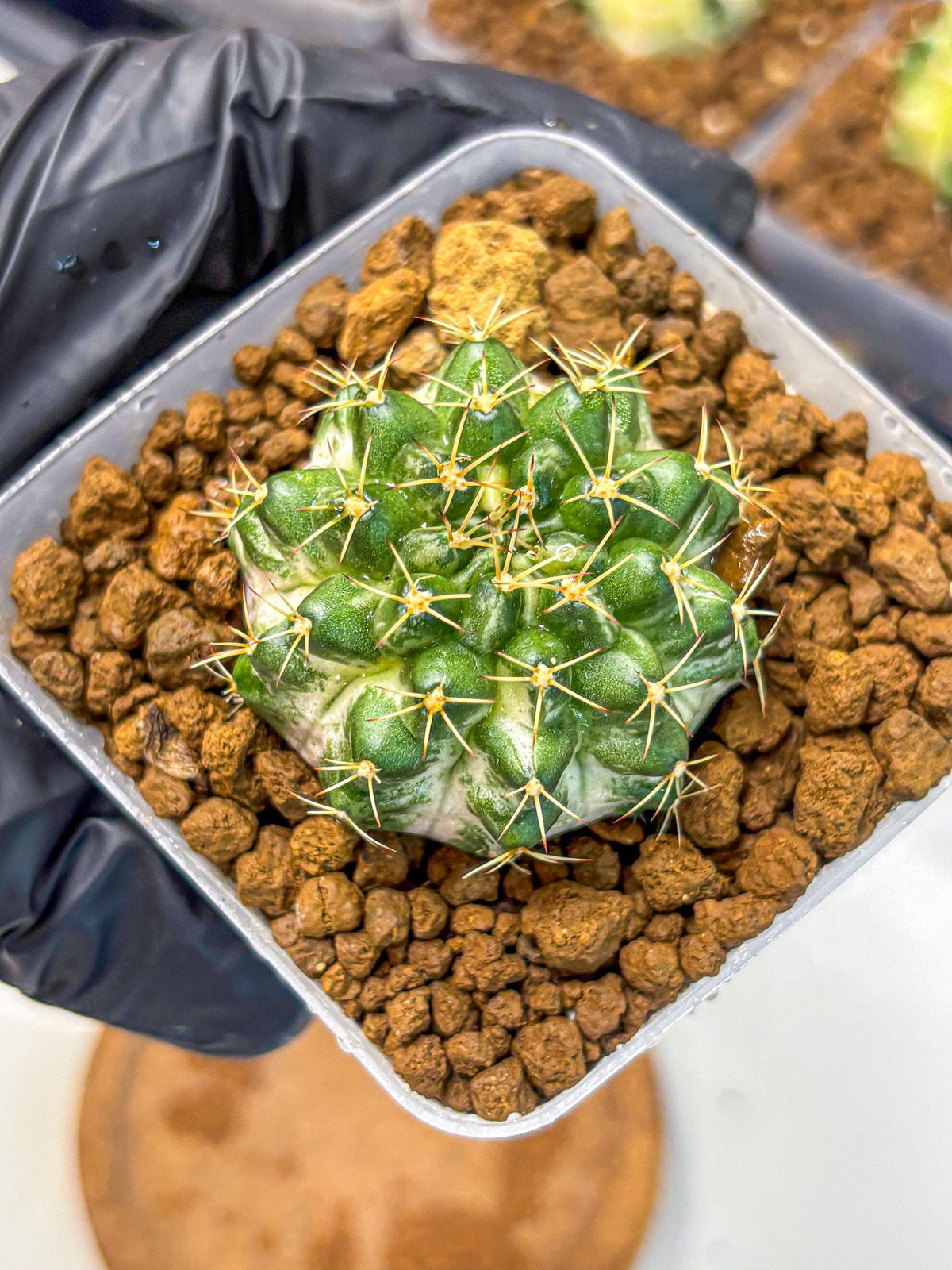 Gymnocalycium Marble (gy23) (9) | collectables