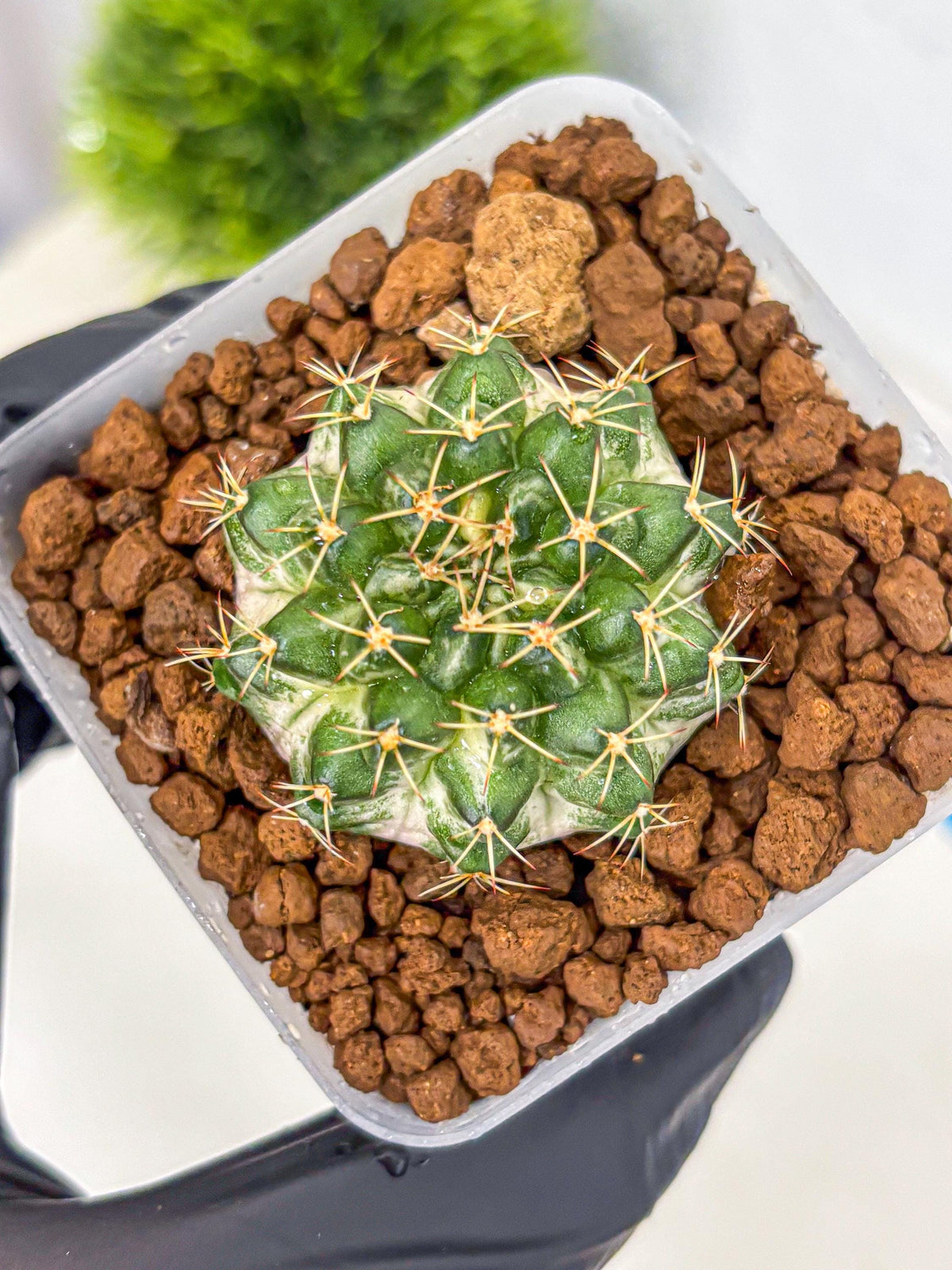 Gymnocalycium Marble (gy23) (9) | collectables