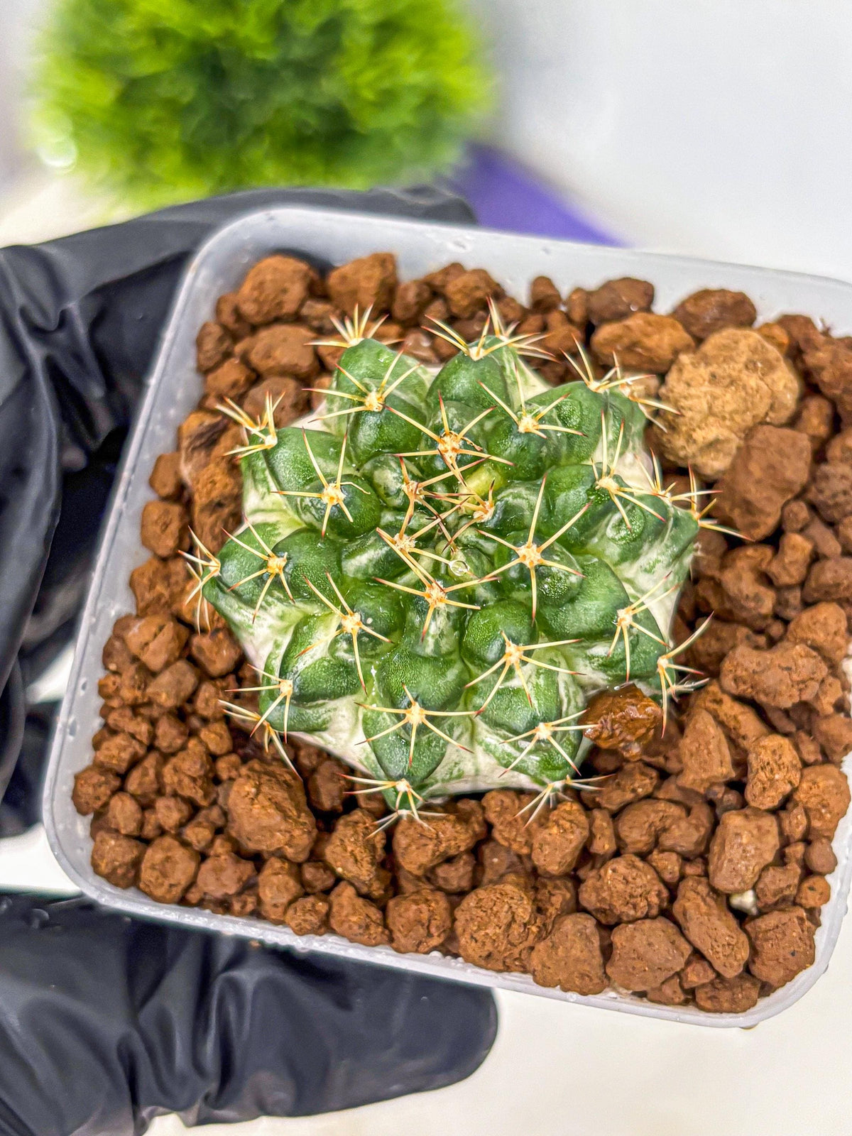 Gymnocalycium Marble (gy23) (9) | collectables