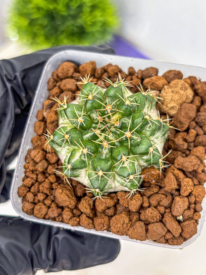 Gymnocalycium Marble (gy23) (9) | collectables