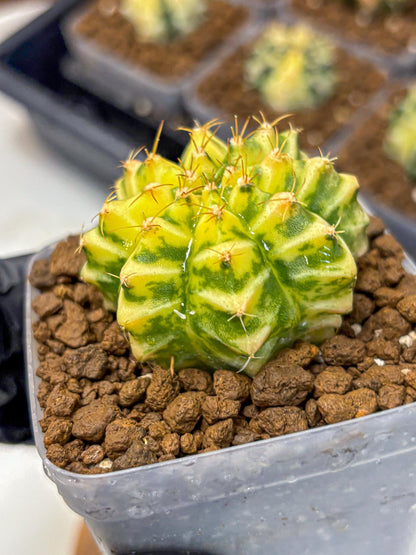 Gymnocalycium Morning Glory (gy23) (10) | Rare Hybrid cactus