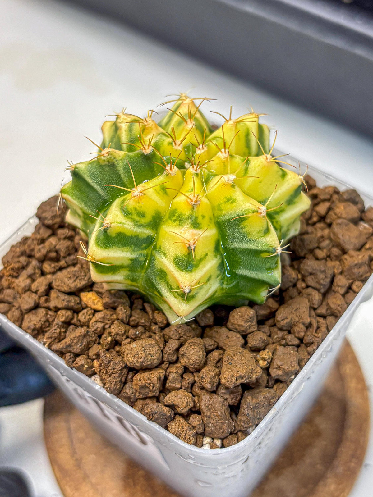 Gymnocalycium Morning Glory (gy23) (10) | Rare Hybrid cactus