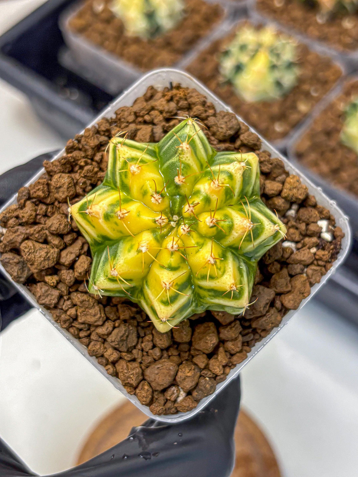Gymnocalycium Morning Glory (gy23) (10) | Rare Hybrid cactus