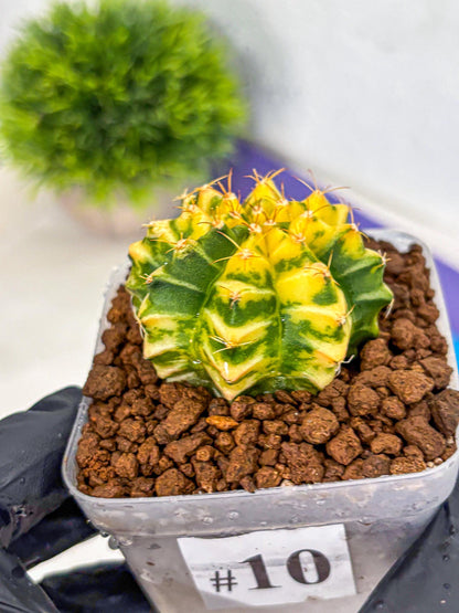 Gymnocalycium Morning Glory (gy23) (10) | Rare Hybrid cactus