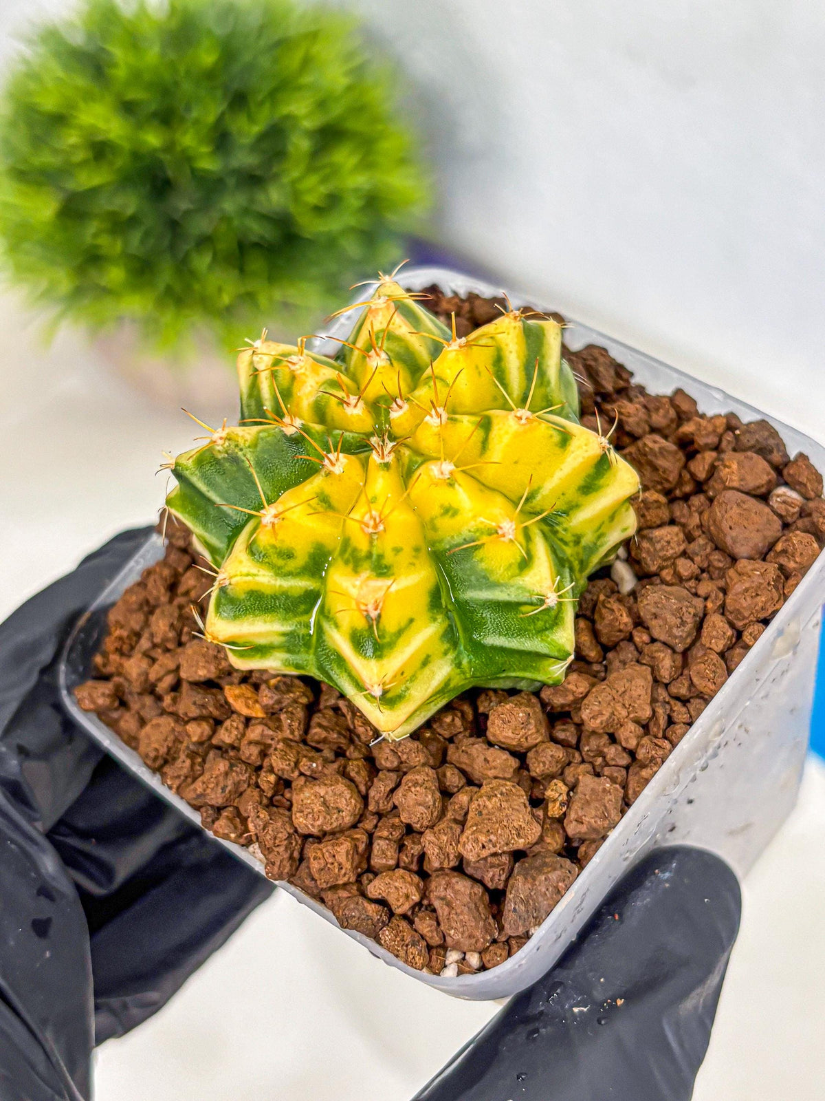 Gymnocalycium Morning Glory (gy23) (10) | Rare Hybrid cactus