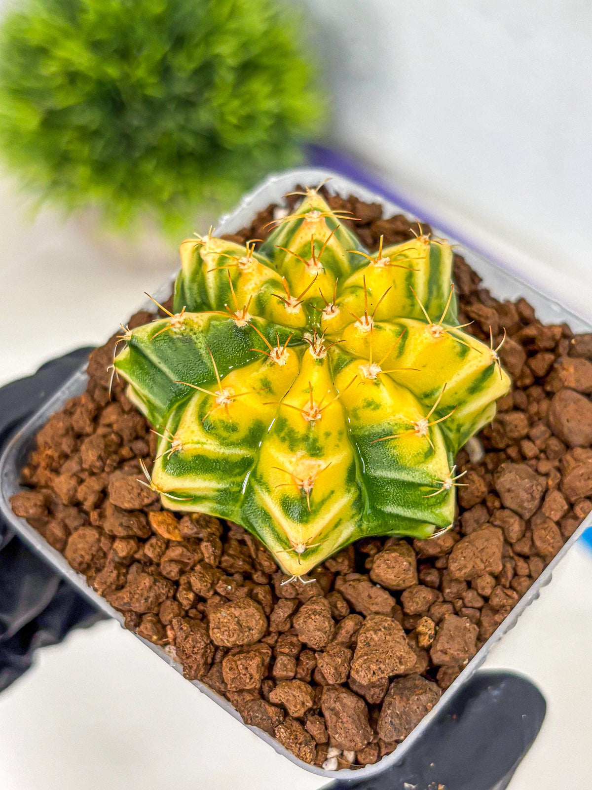 Gymnocalycium Morning Glory (gy23) (10) | Rare Hybrid cactus