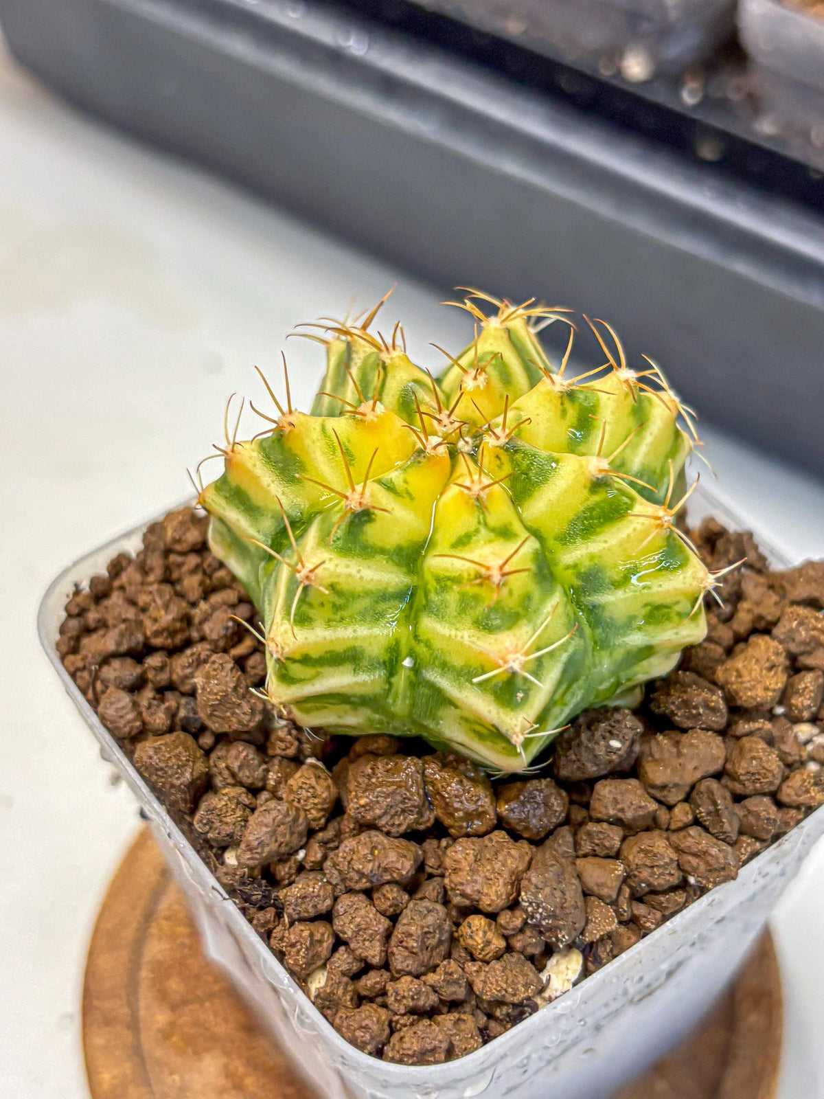 Gymnocalycium Morning Glory (gy23) (11) | Rare Hybrid cactus