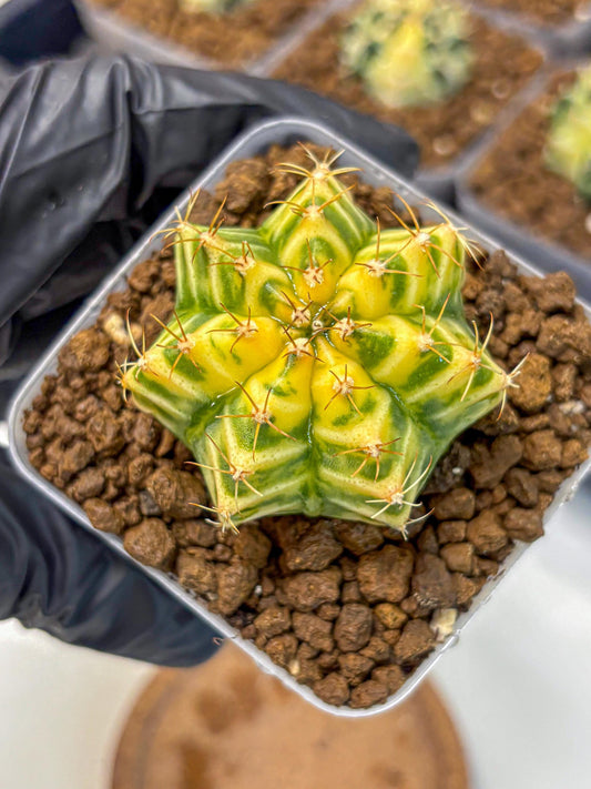 Gymnocalycium Morning Glory (gy23) (11) | Rare Hybrid cactus